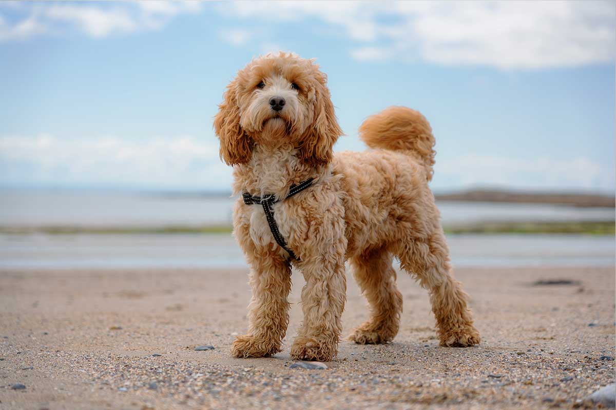 Cockapoo